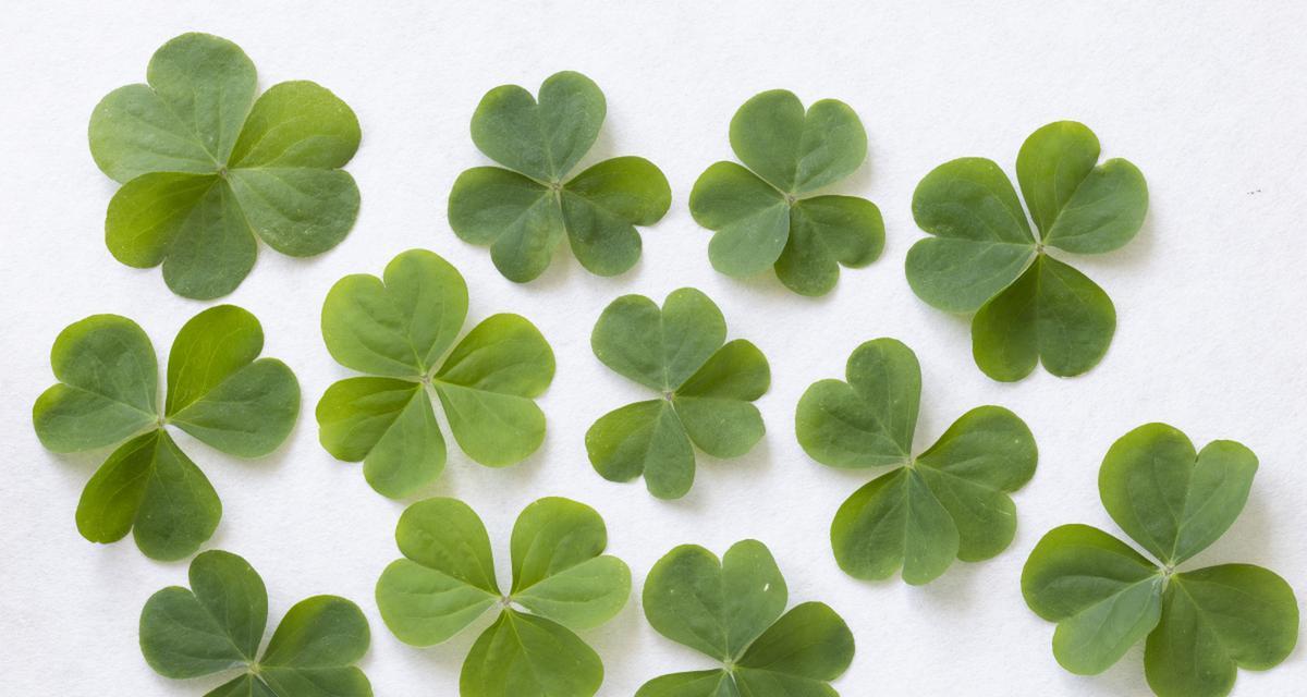 生机盎然——探寻象征生命和希望的植物奇妙之旅（以“希望之芽”为主题）