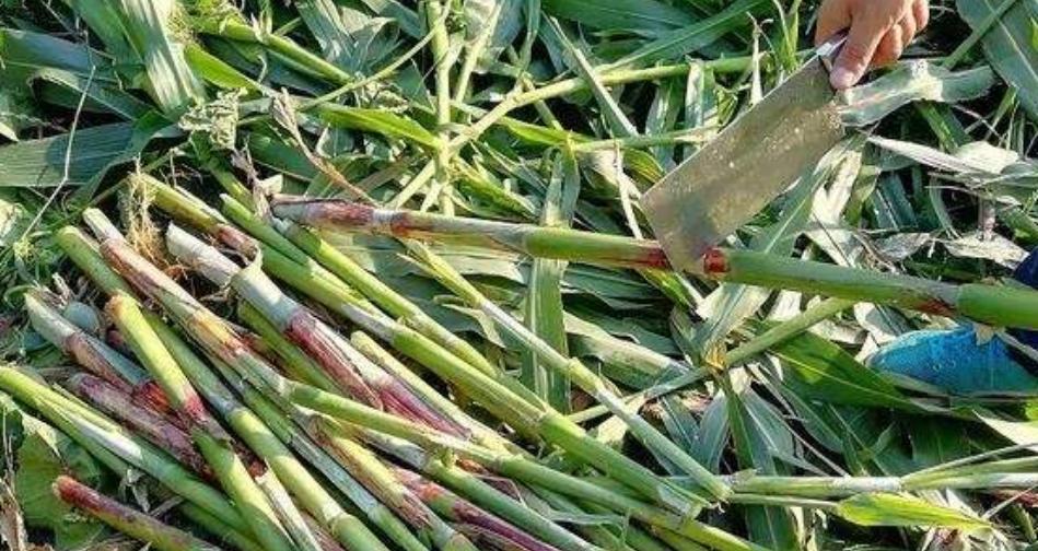 甜杆种植的最佳时间和步骤是什么？