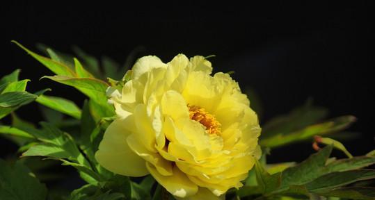 黄色牡丹花的寓意与象征（探究黄色牡丹花的文化意义和象征）