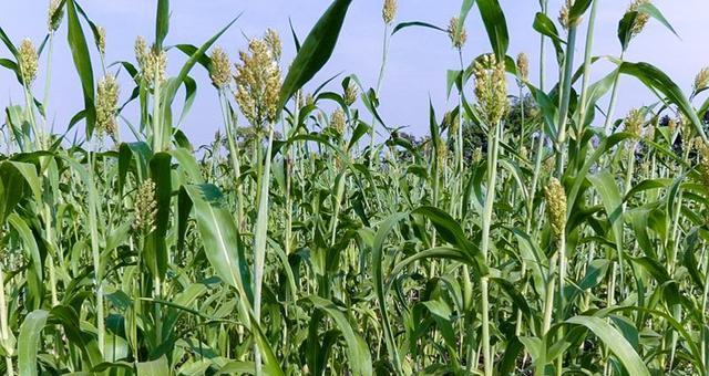 甜杆种植的最佳时间和步骤是什么？