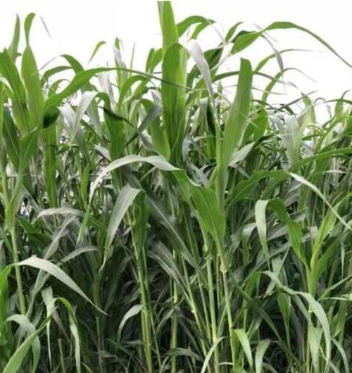 甜杆种植的最佳时间和步骤是什么？