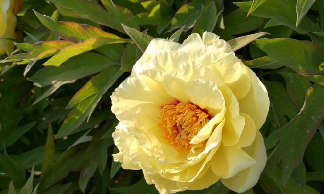 黄色牡丹花的寓意与象征（探究黄色牡丹花的文化意义和象征）