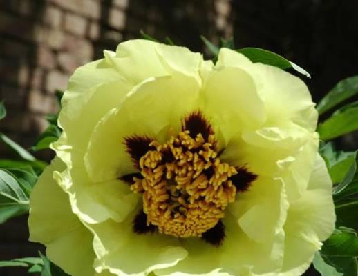 黄色牡丹花的寓意与象征（探究黄色牡丹花的文化意义和象征）