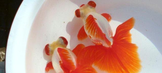 蝶尾和兰寿哪个更好养?养鱼新手应该选择哪种? 蝶尾和兰寿哪个更好养?养鱼新手应该选择哪种?