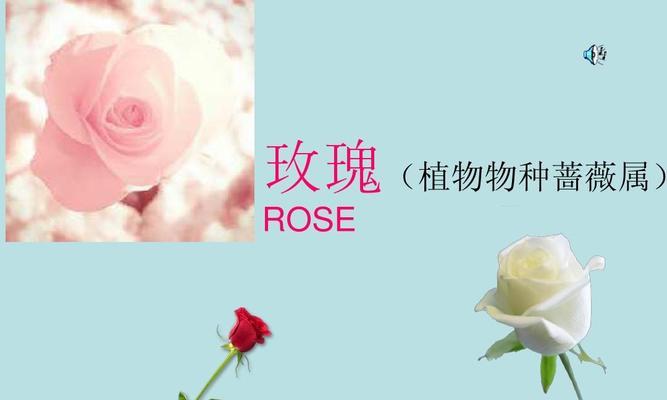 21朵玫瑰花语的深意与传承(用21朵玫瑰传递爱与情感的力量) 21朵玫瑰花语的深意与传承(用21朵玫瑰传递爱与情感的力量)