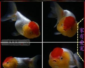 蝶尾和兰寿哪个更好养?养鱼新手应该选择哪种? 蝶尾和兰寿哪个更好养?养鱼新手应该选择哪种?