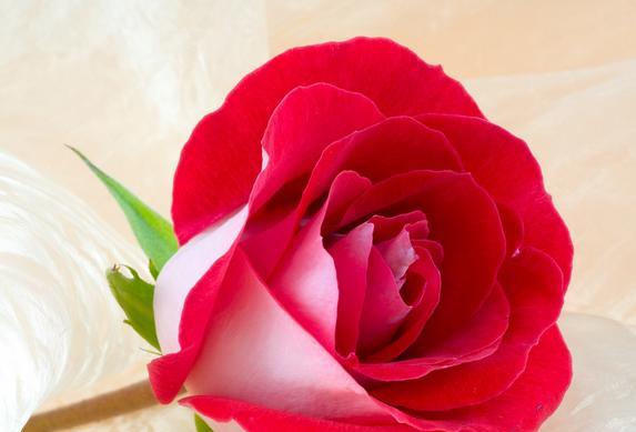 红玫瑰的花语是什么？如何正确表达爱意？