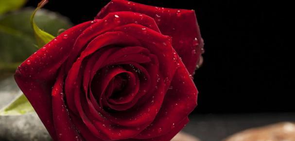 红玫瑰的花语是什么？如何正确表达爱意？