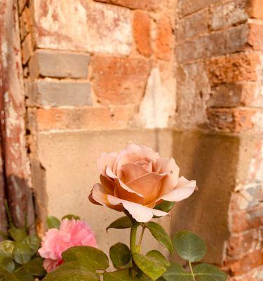 花花（用花花传递真挚友情）