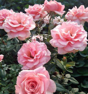 花花（用花花传递真挚友情）