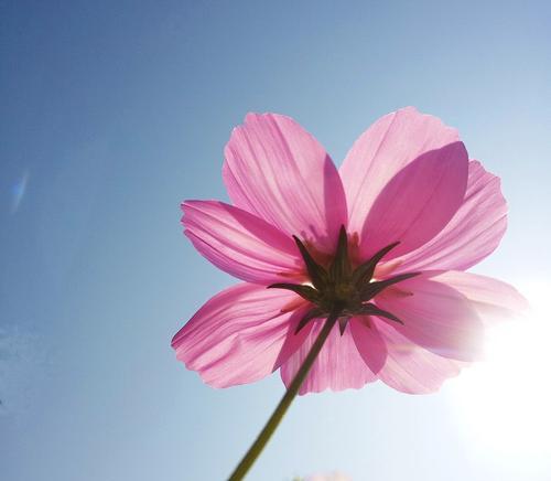 花花（用花花传递真挚友情）