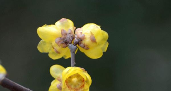 腊梅有几种颜色？不同颜色的腊梅有何特点？