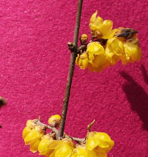 腊梅有几种颜色？不同颜色的腊梅有何特点？