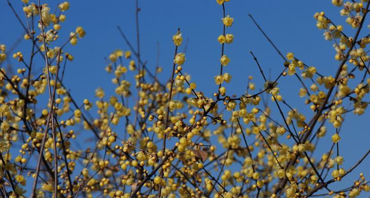 腊梅有几种颜色？不同颜色的腊梅有何特点？