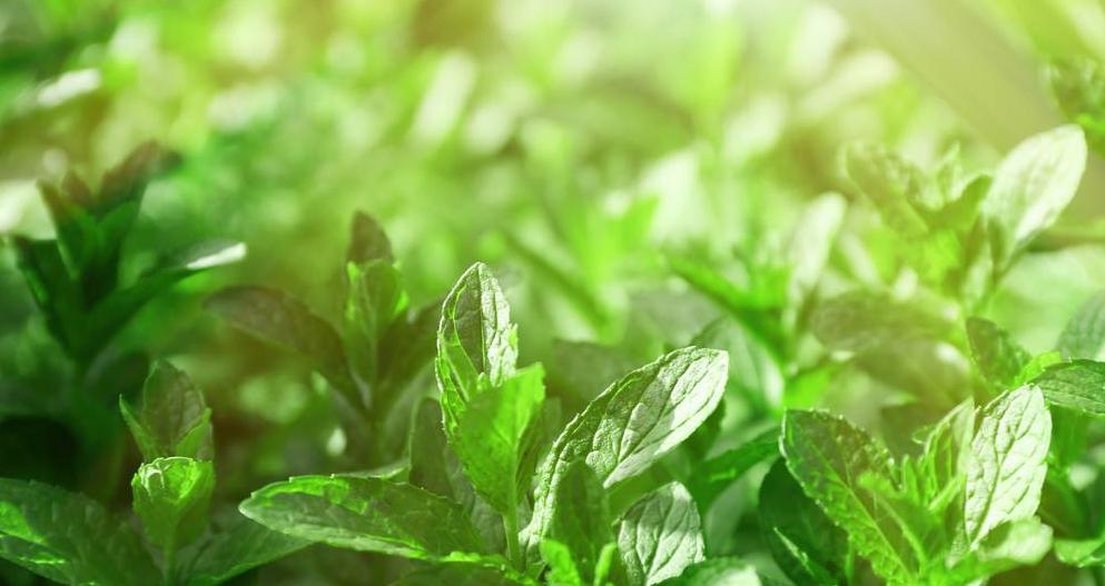 薄荷的花语(探索薄荷的花语)