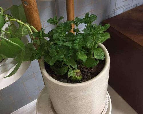 薄荷的花语（探索薄荷的花语）