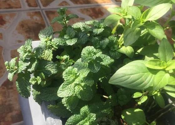 薄荷的花语（探索薄荷的花语）