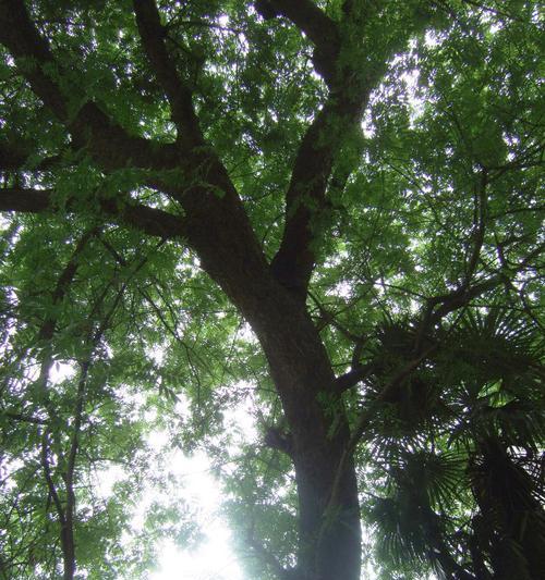 古树名木保护(当代文明背景下的可持续发展之路) 古树名木保护(当代文明背景下的可持续发展之路)