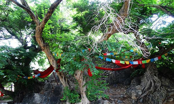 古树名木保护(当代文明背景下的可持续发展之路) 古树名木保护(当代文明背景下的可持续发展之路)