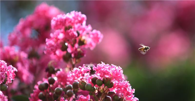 古树名木保护(当代文明背景下的可持续发展之路) 古树名木保护(当代文明背景下的可持续发展之路)