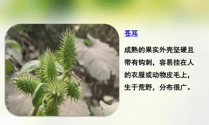 秋月梨自花授粉的特性是什么?授粉过程需要注意什么? 秋月梨自花授粉的特性是什么?授粉过程需要注意什么?