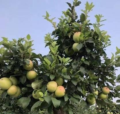 秋月梨自花授粉的特性是什么?授粉过程需要注意什么? 秋月梨自花授粉的特性是什么?授粉过程需要注意什么?