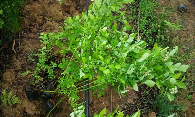 秋月梨自花授粉的特性是什么?授粉过程需要注意什么? 秋月梨自花授粉的特性是什么?授粉过程需要注意什么?