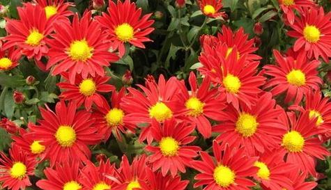 花语尊重（向他人致以真挚的尊重）