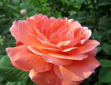 花语尊重（向他人致以真挚的尊重）