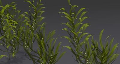 海带属于草本植物吗？海带的植物分类是什么？