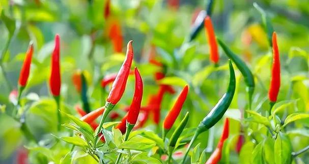 辣椒树的寿命有多长?能活多少年? 辣椒树的寿命有多长?能活多少年?