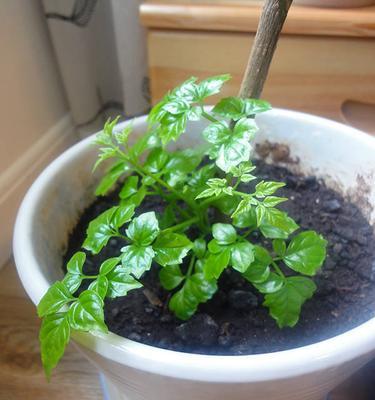 辣椒树的寿命有多长?能活多少年? 辣椒树的寿命有多长?能活多少年?