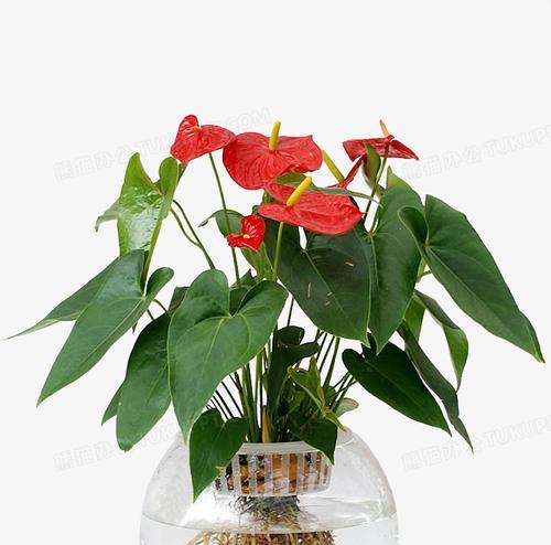 红掌寓意的深刻意义(红掌花开)