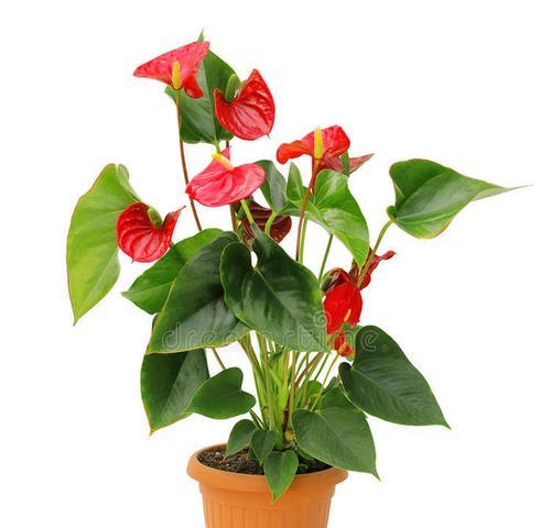 红掌寓意的深刻意义（红掌花开）