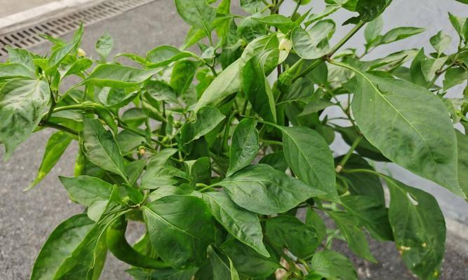 辣椒树的寿命有多长?能活多少年? 辣椒树的寿命有多长?能活多少年?