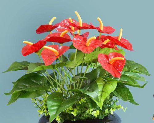 红掌寓意的深刻意义（红掌花开）