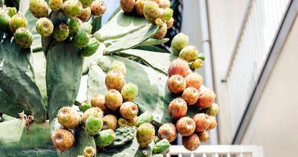 仙人掌能生吃吗?食用仙人掌有哪些注意事项?