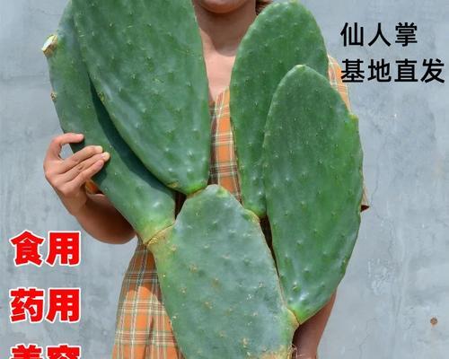 仙人掌能生吃吗？食用仙人掌有哪些注意事项？