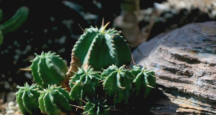 仙人掌能生吃吗？食用仙人掌有哪些注意事项？