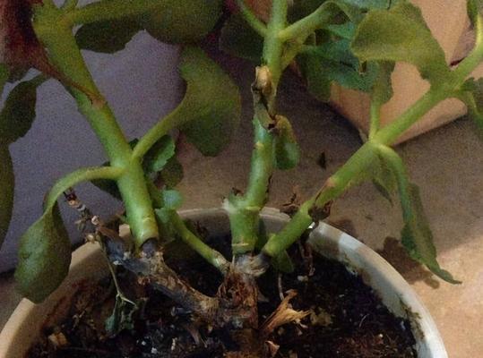 长寿花浇水过多补救方法？