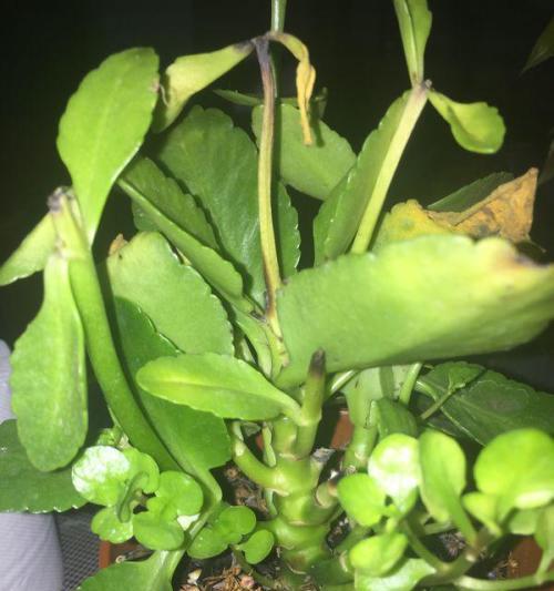 长寿花浇水过多补救方法？