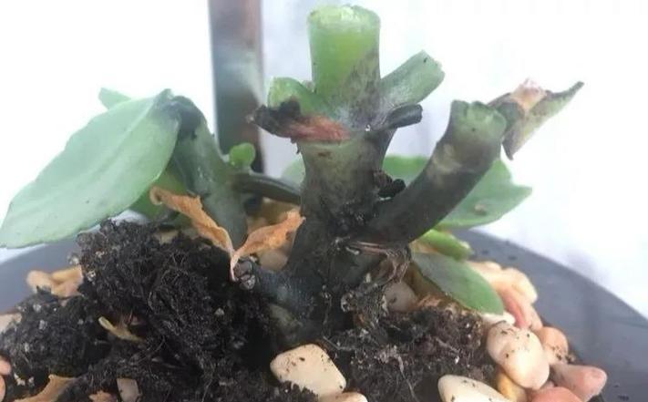 长寿花浇水过多补救方法？