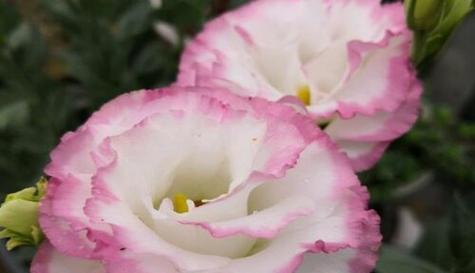 勇敢之花（以红色玫瑰为例）