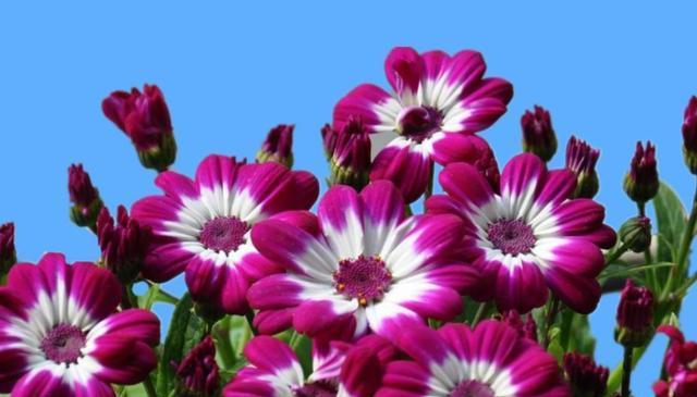 勇敢之花（以红色玫瑰为例）