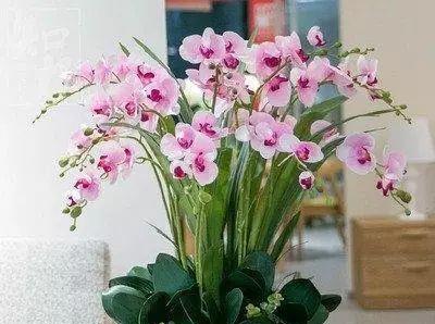 蝴蝶兰休眠期是什么时候?如何正确养护?