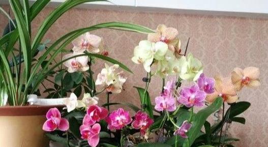 蝴蝶兰休眠期是什么时候？如何正确养护？