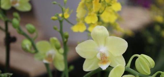 蝴蝶兰休眠期是什么时候？如何正确养护？