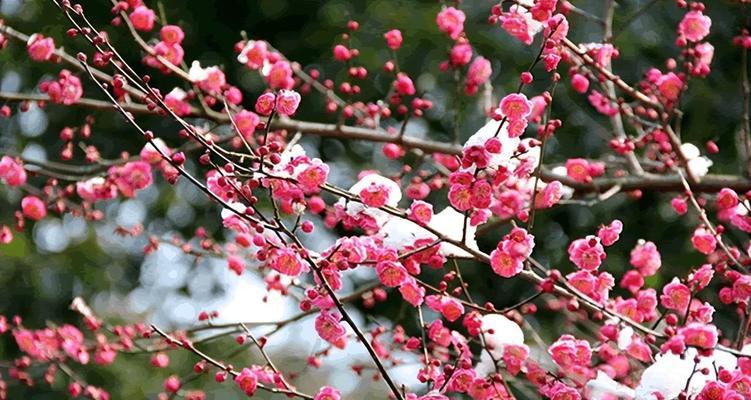 腊梅花的花语与代表意义(揭示腊梅花所传递的寓意和象征) 腊梅花的花语与代表意义(揭示腊梅花所传递的寓意和象征)