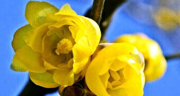 腊梅花的花语与代表意义(揭示腊梅花所传递的寓意和象征) 腊梅花的花语与代表意义(揭示腊梅花所传递的寓意和象征)