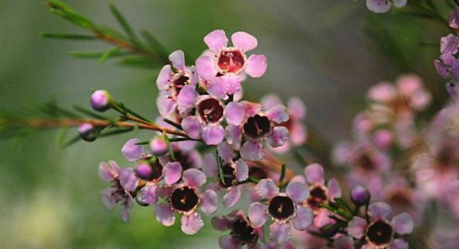 腊梅花的花语与代表意义(揭示腊梅花所传递的寓意和象征) 腊梅花的花语与代表意义(揭示腊梅花所传递的寓意和象征)